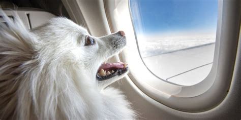 air france pet